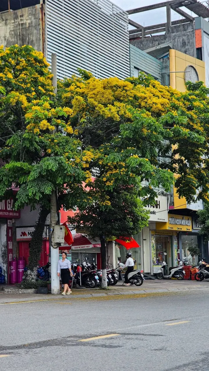 Tràn gập sắc vàng – ảnh 1