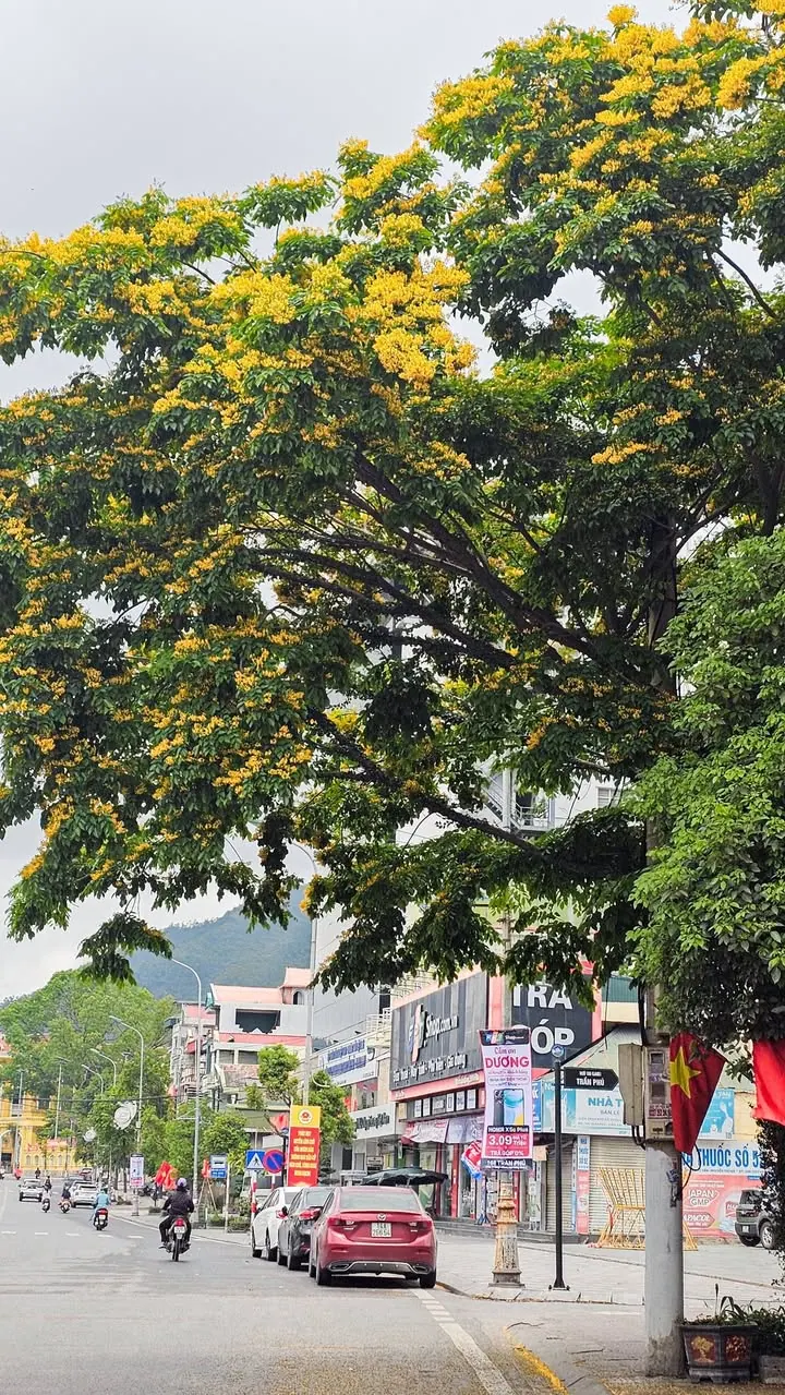 Tràn gập sắc vàng – ảnh 2