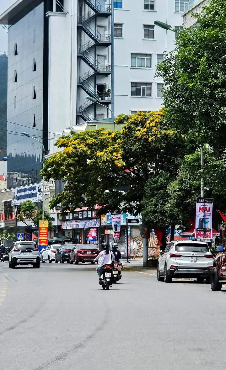Tràn gập sắc vàng – ảnh 5